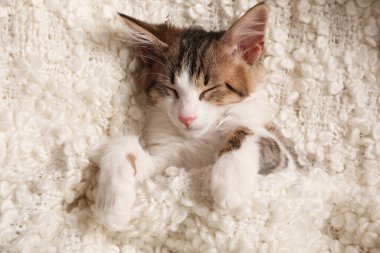 Yumuşak ekose üzerinde uyuyan sevimli kedi yavrusu, üst manzara. Yavru hayvan