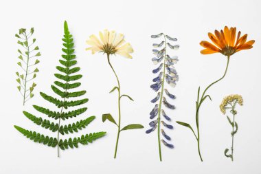 Beyaz arka planda kurumuş çayır çiçekleri, üst manzara.