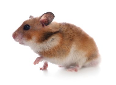 Beyaz arka planda sevimli bir hamster. Sevimli hayvan