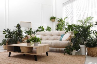 Rahat kanepe ve güzel saksı bitkileriyle süslü bir oda. Salon alanı