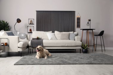 Güzel Golden Retriever köpeği oturma odasında.