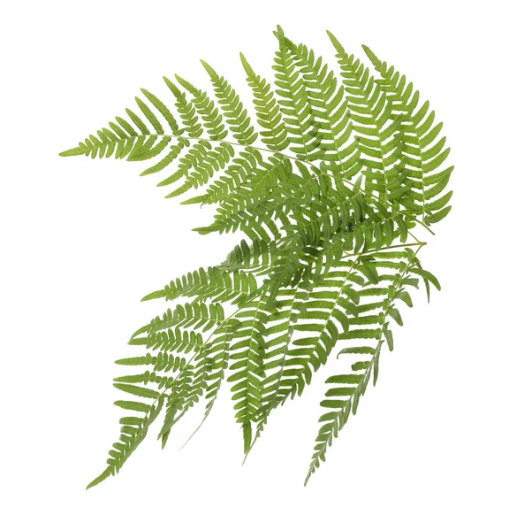 Красивые Тропические Листья Папоротника Белом Фоне — стоковое фото