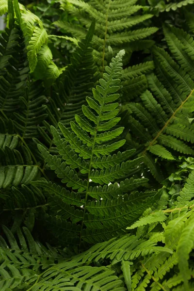 Planta Helecho Verde Con Hojas Exuberantes Como Fondo — Foto de Stock