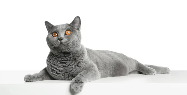 Αξιολάτρευτο Γκρι British Shorthair Γάτα Λευκό Φόντο — Φωτογραφία Αρχείου