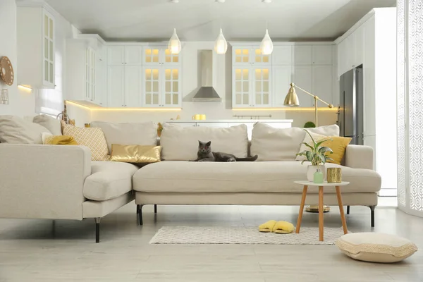 Modern living room interior. Adorable grey British Shorthair cat on couch