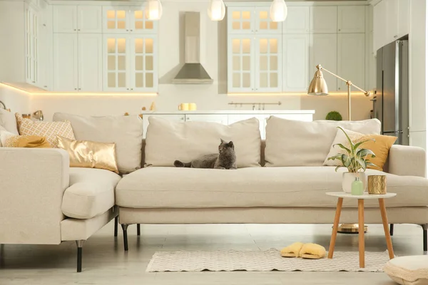 Modern living room interior. Adorable grey British Shorthair cat on couch