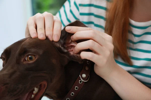 Mulher Examinando Orelha Seu Cão Para Carrapatos Close — Fotografia de Stock