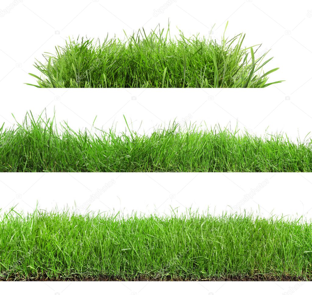 Beautiful lush green grass on white background, collage