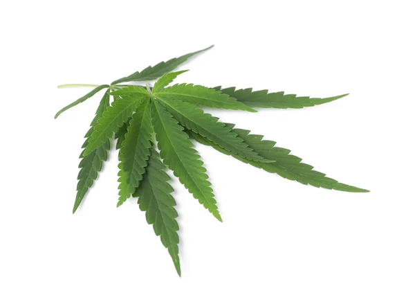 Fresh Green Hemp Leaves White Background — Stock Photo, Image