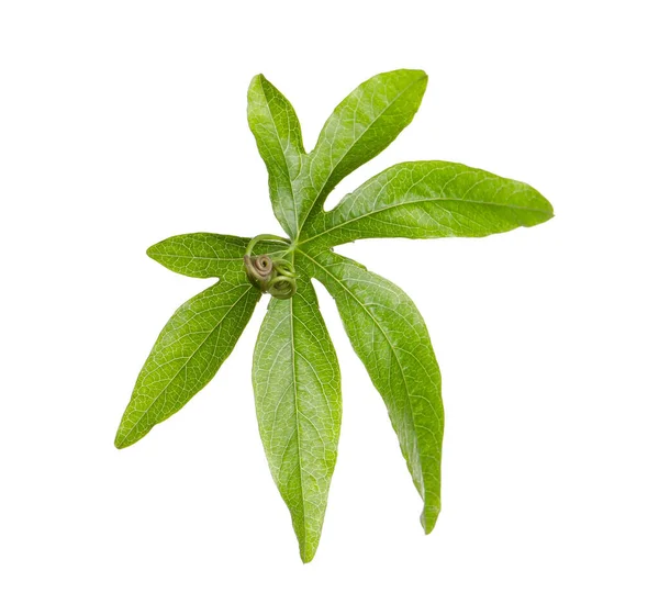 Passiflorablad Isolerade Vitt Passionsfruktplantor — Stockfoto