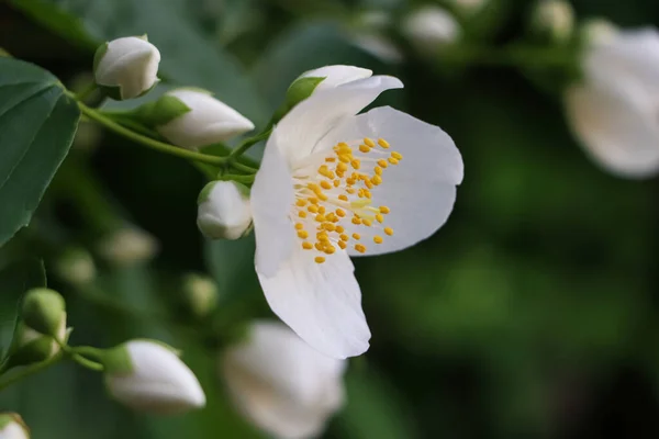 Closeup View Beautiful Blooming White Jasmine Shrub Outdoors — Stock Photo, Image