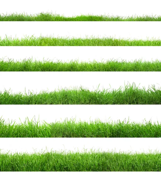 Vacker Grönskande Gräs Vit Bakgrund Collage — Stockfoto