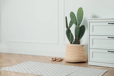 Güzel saksı kaktüsleri ve çekmeceleri olan şık bir oda.