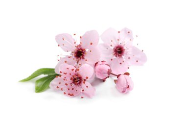 Güzel pembe kiraz ağacı çiçekleri beyazda izole edilmiş.