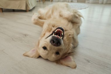 Sevimli Golden Retriever köpeği içerde yerde yatıyor.