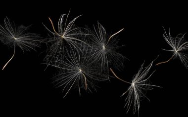 Birçok karahindiba tohumu siyah arkaplanda uçuşuyor.