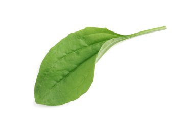 Taze yeşil geniş yapraklı muz yaprağı beyaza izole edilmiş.