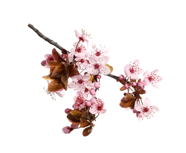 Kirschbaumzweig Mit Schönen Rosa Blüten Isoliert Auf Weiß — Stockfoto
