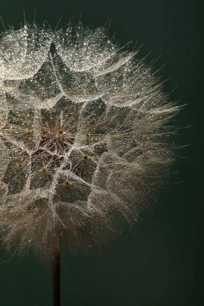 Schöne Flauschige Löwenzahnblume Mit Wassertropfen Auf Dunkelgrünem Hintergrund Nahaufnahme — Stockfoto