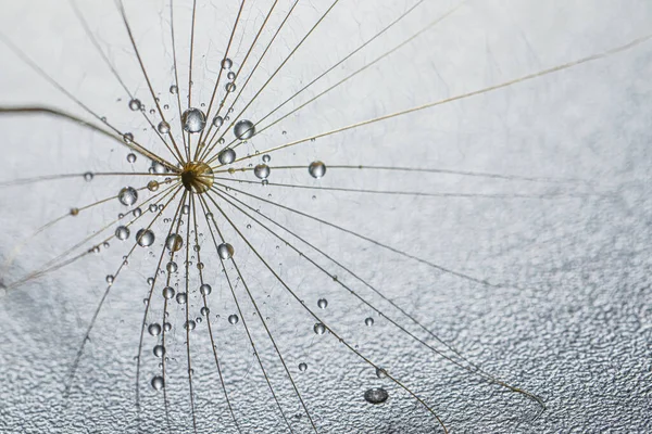 蒲公英花种子 水滴在灰色背景上 — 图库照片