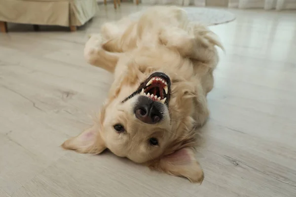 室内に寝そべってる愛らしいゴールデンレトリバー犬 — ストック写真