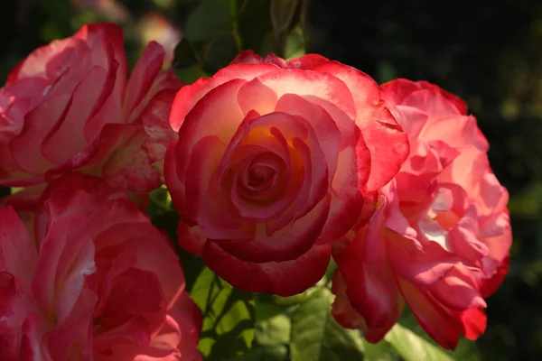 背景のぼやけたピンクのバラの美しい開花 クローズアップ — ストック写真