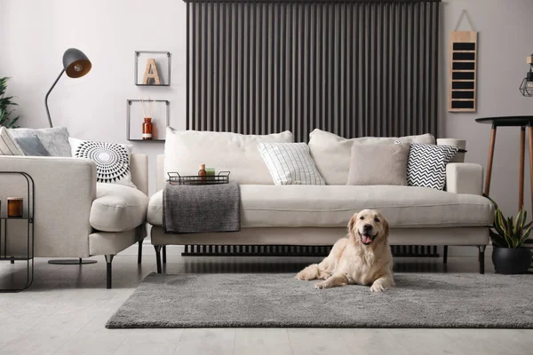 Adorable Golden Retriever dog in living room