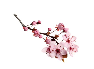 Beyaz üzerinde güzel pembe çiçekleri olan kiraz ağacı dalı