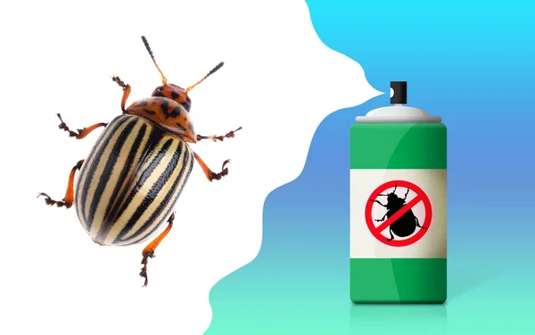 Insecticida Escarabajo Patata Colorado Sobre Fondo Color — Foto de Stock