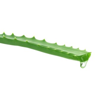 Beyaz zemin üzerinde su damlası olan bir yaprak aloe bitkisi