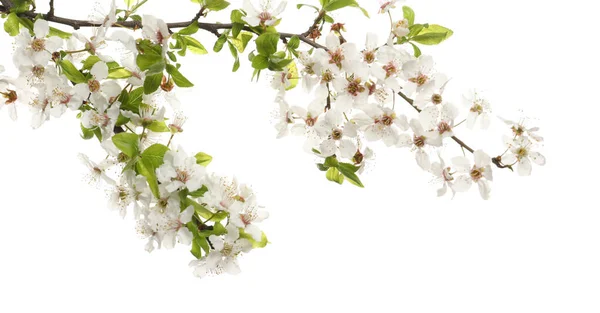 Ramo Cerejeira Com Belas Flores Isoladas Branco — Fotografia de Stock