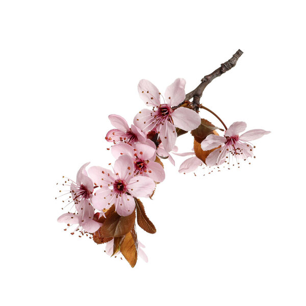 Cherry tree branch with beautiful pink blossoms isolated on white
