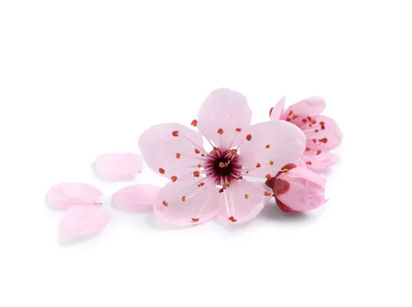 Schöne Rosa Kirschbaumblüten Isoliert Auf Weiß — Stockfoto