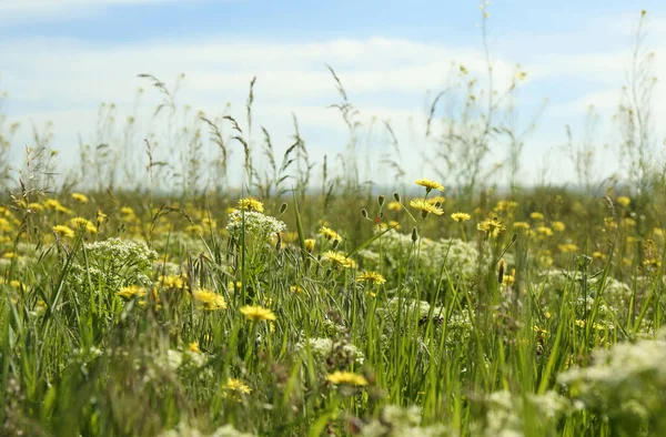 Schöne Blumen Wachsen Sonnigen Tagen Auf Der Wiese — Stockfoto