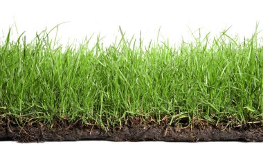 Beyaz arka planda yemyeşil çimenleri olan toprak