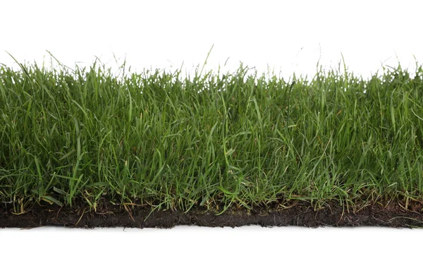 Bodem Met Groen Gras Witte Achtergrond — Stockfoto