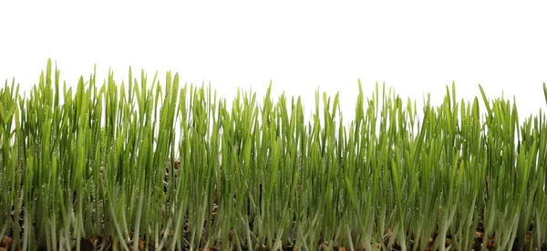 Linda Grama Verde Exuberante Com Gotas Água Fundo Branco — Fotografia de Stock