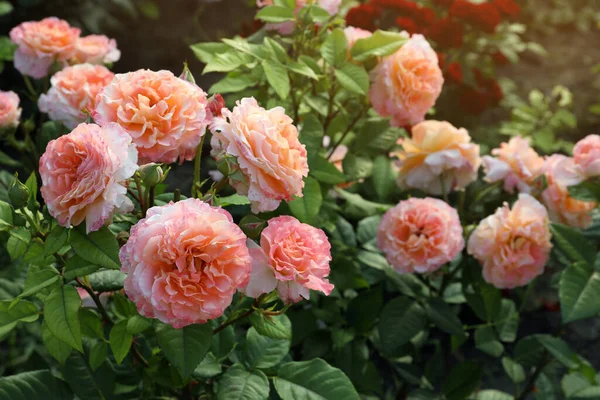 Hermosas Rosas Coral Flor Arbusto Aire Libre — Foto de Stock