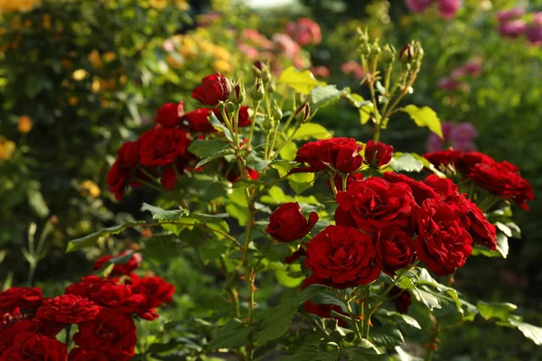Güzel Açan Kırmızı Güller Çalılıklarda — Stok fotoğraf