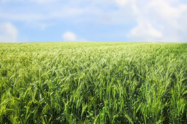 Beau Champ Agricole Avec Récolte Blé Mûrissant — Photo