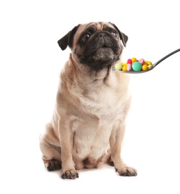 Tatlı köpek ve beyaz arka planda farklı haplarla dolu bir kaşık. Hayvan için vitaminler 