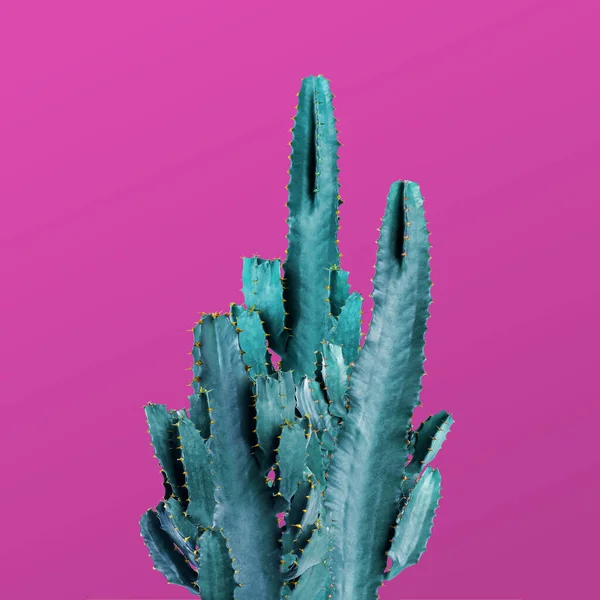 Hermosos Cactus Sobre Fondo Rosa Diseño Creativo —  Fotos de Stock