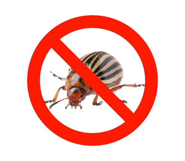 Cartel Prohibición Roja Escarabajo Patata Colorado Sobre Fondo Blanco — Foto de Stock