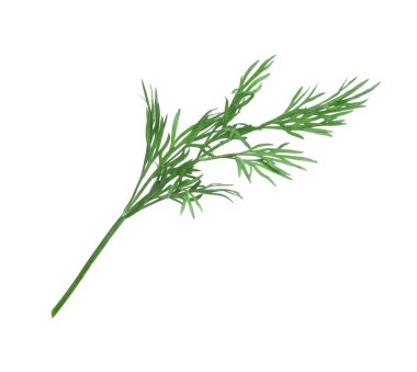 Taze dereotunun karışımı beyazda izole edilmiş.