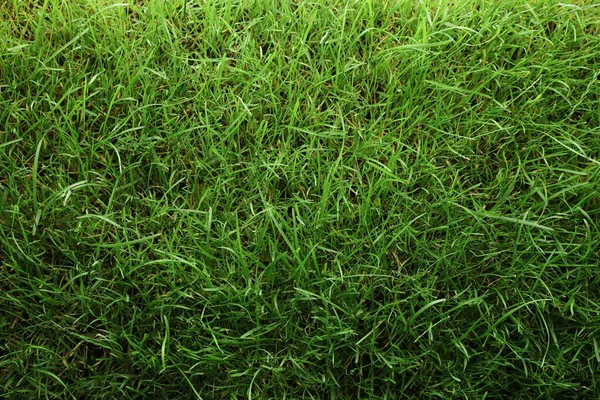 Beautiful Lush Green Grass Background Top View — Stock Photo, Image