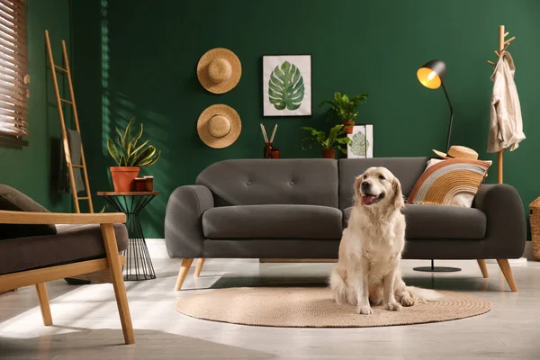 Moderne Woonkamer Interieur Leuke Golden Labrador Retriever Vloer Buurt Van — Stockfoto