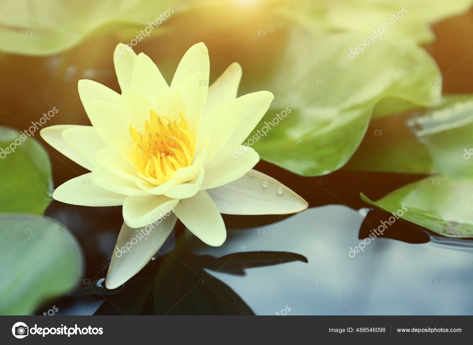 Beautiful Lotus Leaves Water Symbolic