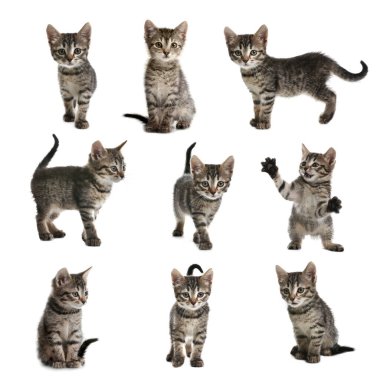 Adorable tabby kittens on white background, collage 