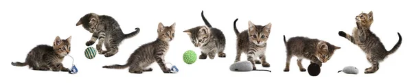 Adorable Kittens Playing Toys White Background Collage Lovely Pet — Stock Photo, Image