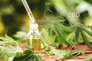 Dripping CBD oil into bottle on wooden table with hemp leaves 